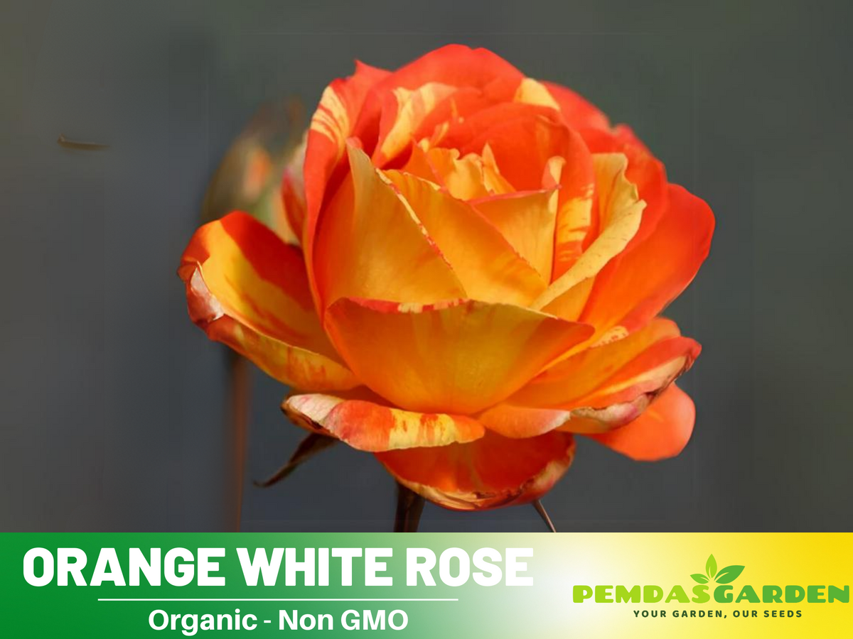 30 Seeds| Orange White Rose Seeds Flower Bush Perennial Flowers Seeds #1054