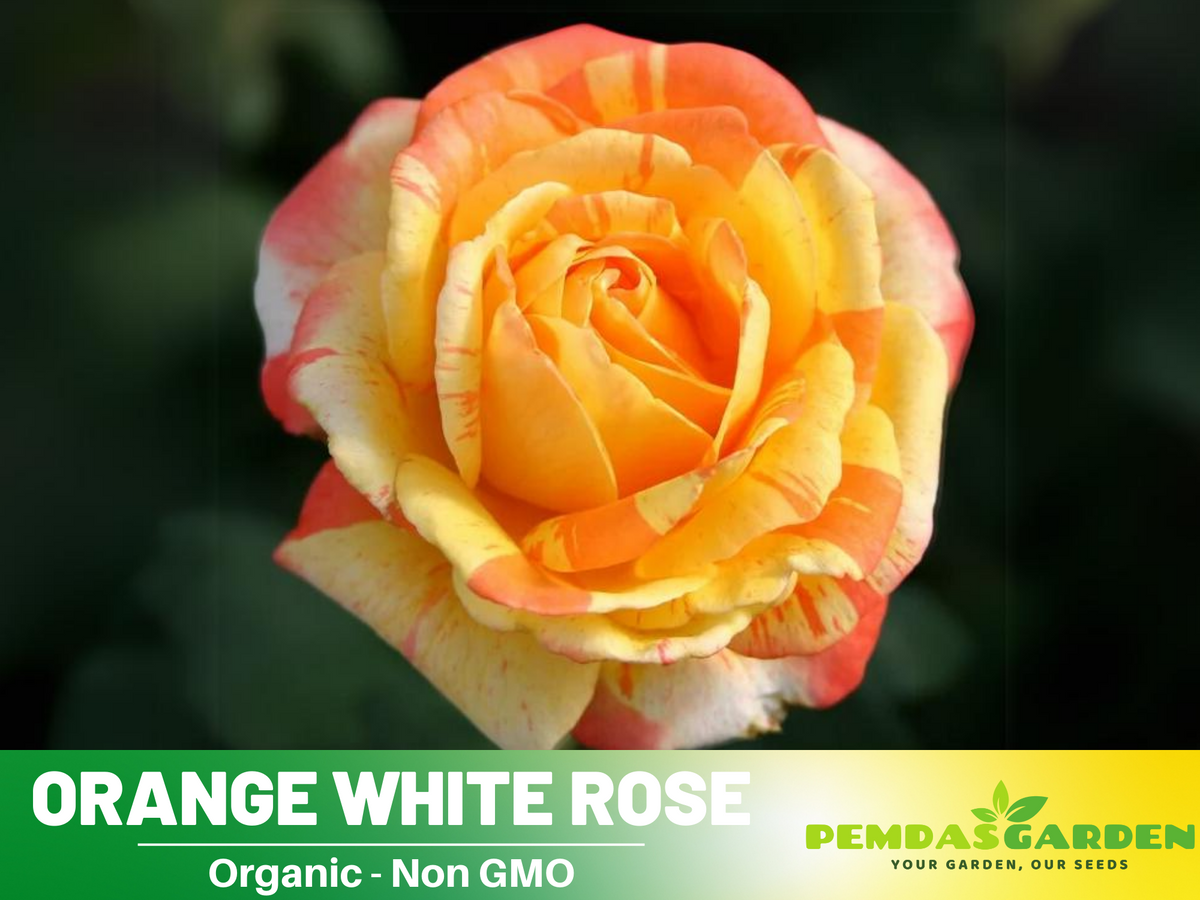 30 Seeds| Orange White Rose Seeds Flower Bush Perennial Flowers Seeds #1054