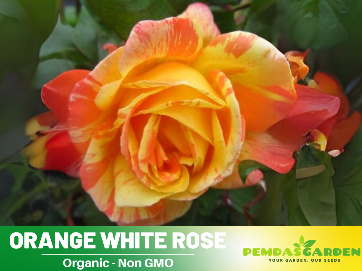 30 Seeds| Orange White Rose Seeds Flower Bush Perennial Flowers Seeds #1054