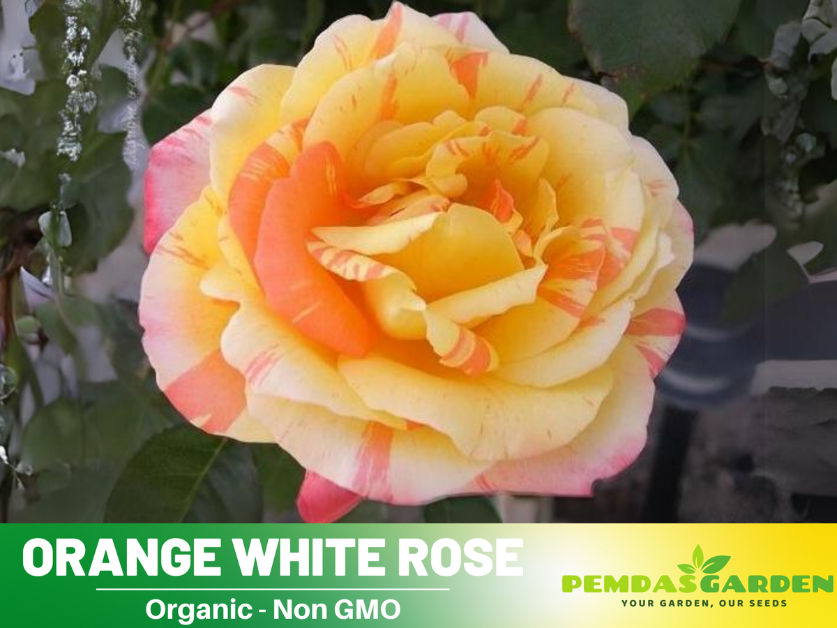 30 Seeds| Orange White Rose Seeds Flower Bush Perennial Flowers Seeds #1054