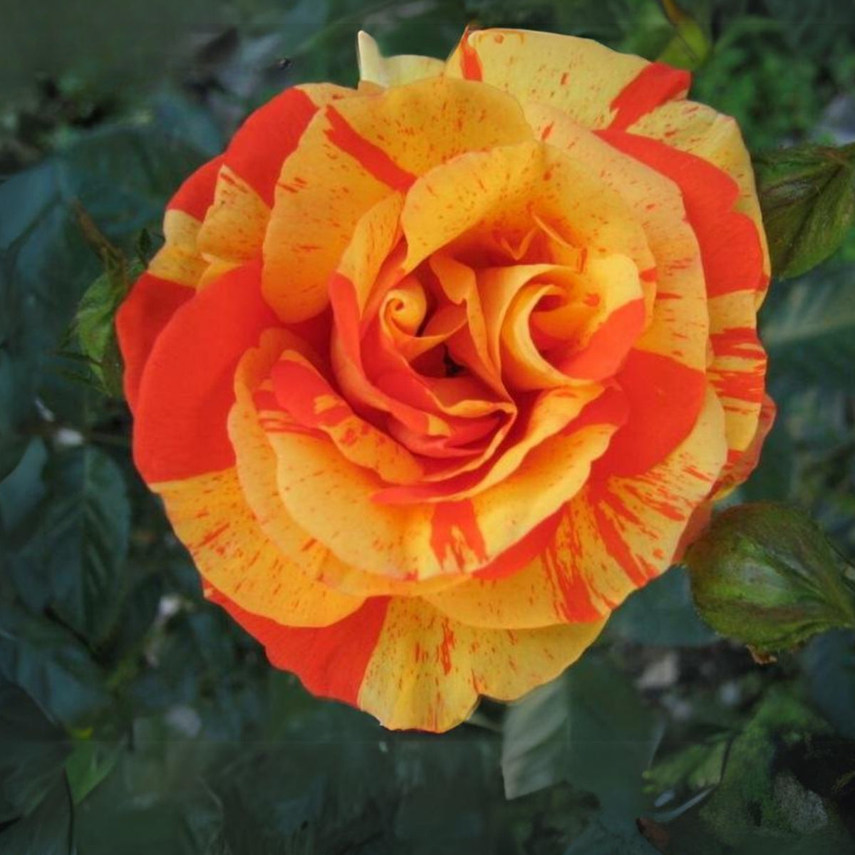 Orange White Rose Seeds Flower Bush Perennial Flowers Seeds, 30 seeds