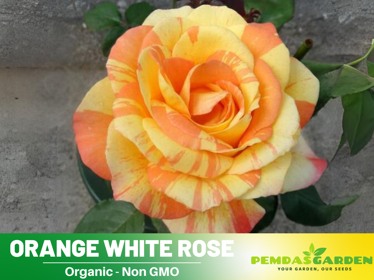 30 Seeds| Orange White Rose Seeds Flower Bush Perennial Flowers Seeds #1054