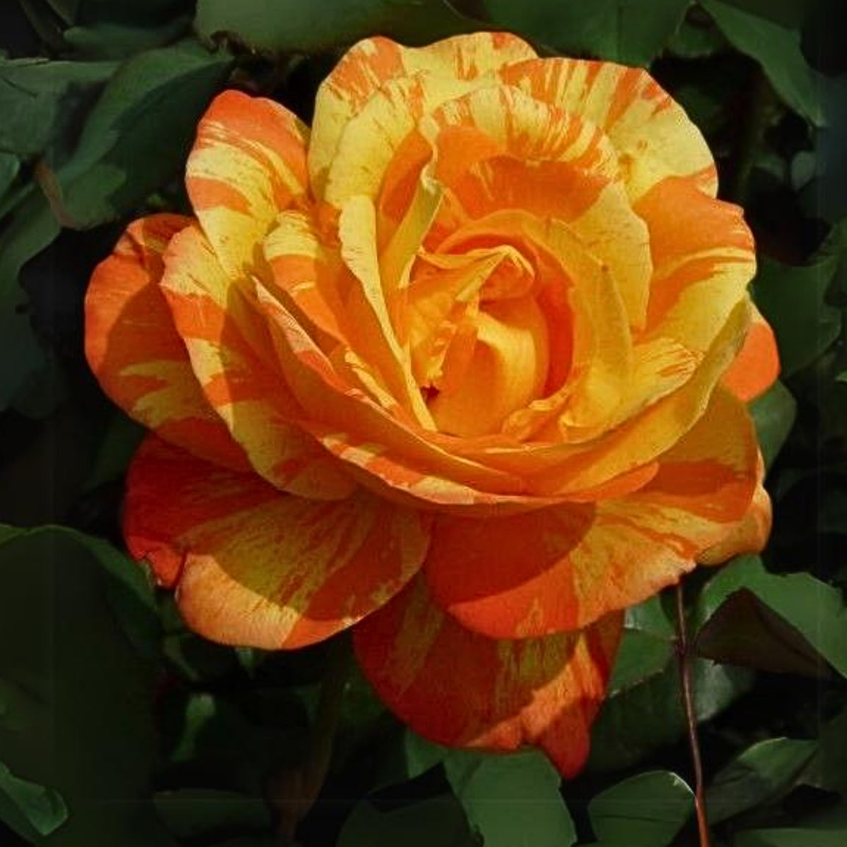 Orange White Rose Seeds Flower Bush Perennial Flowers Seeds, 30 seeds
