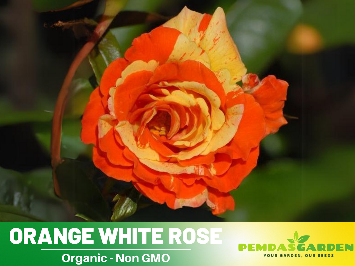 30 Seeds| Orange White Rose Seeds Flower Bush Perennial Flowers Seeds #1054