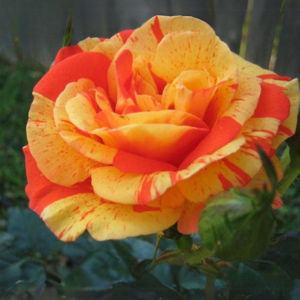 Orange White Rose Seeds Flower Bush Perennial Flowers Seeds, 30 seeds