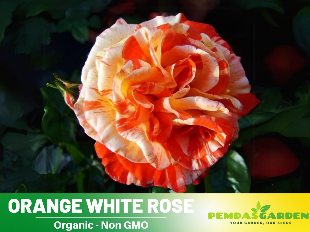 30 Seeds| Orange White Rose Seeds Flower Bush Perennial Flowers Seeds #1054