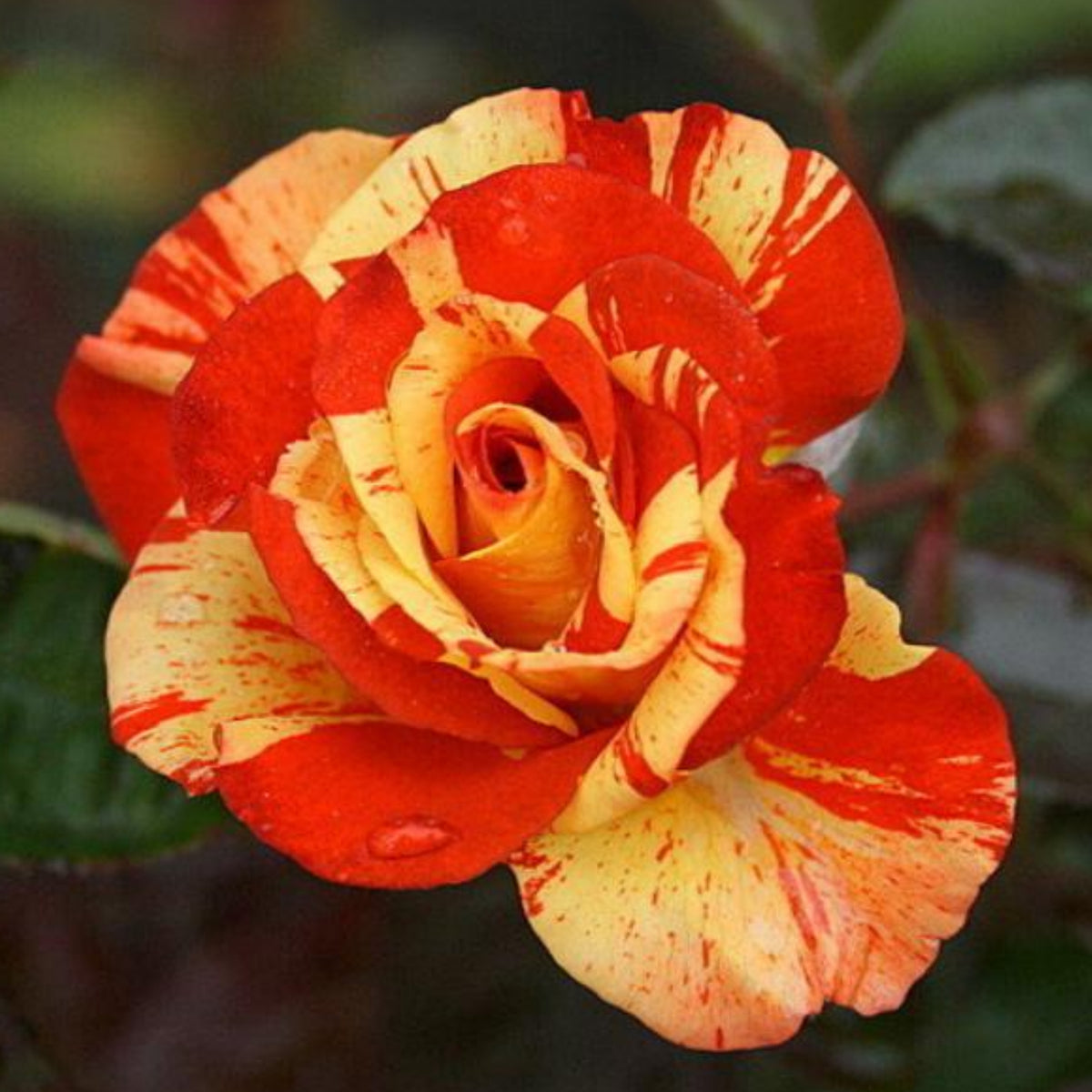 Orange White Rose Seeds Flower Bush Perennial Flowers Seeds, 30 seeds