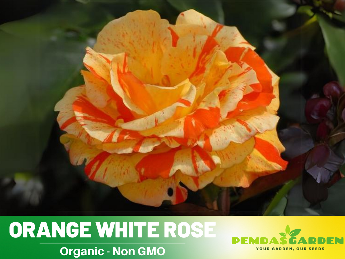 30 Seeds| Orange White Rose Seeds Flower Bush Perennial Flowers Seeds #1054