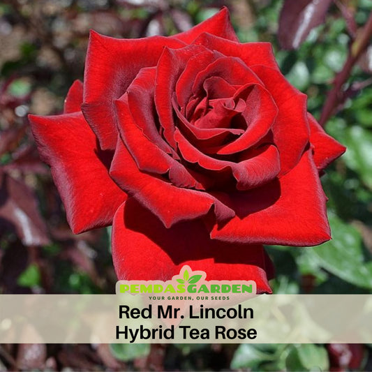Mr. Lincoln Rose Seeds, 30 seeds