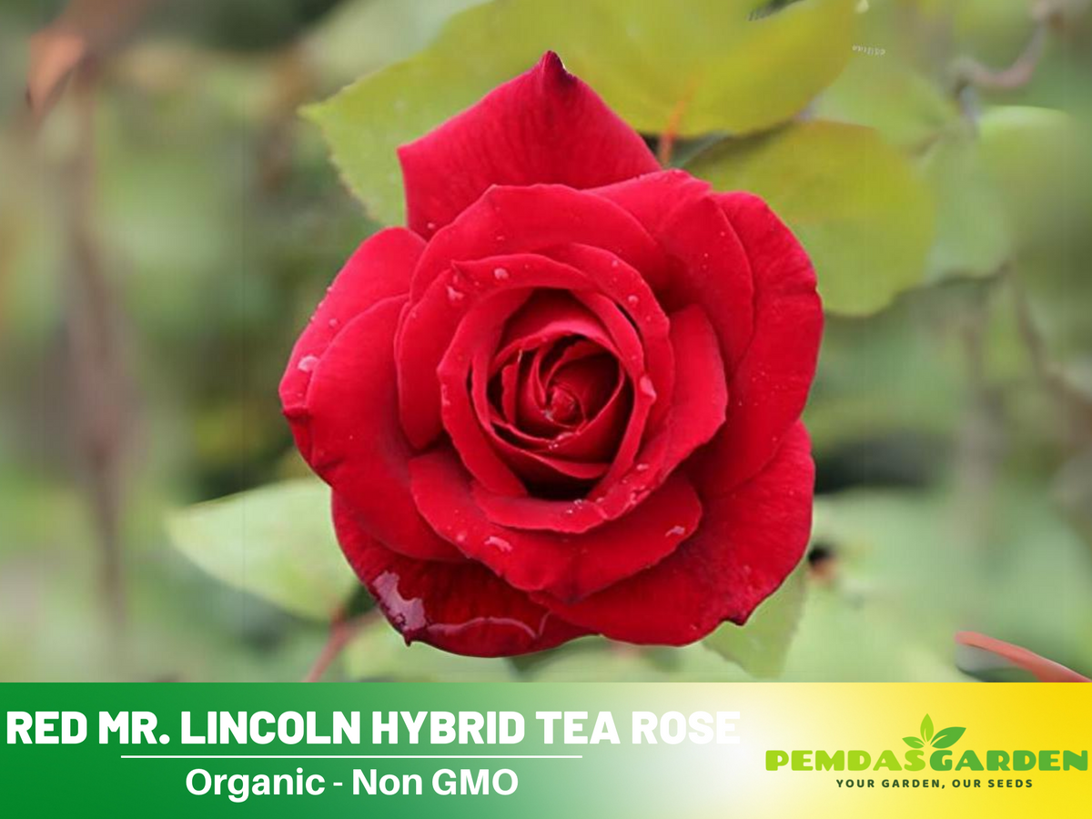 30 Rare Seeds| Mr. Lincoln rose seeds #1055