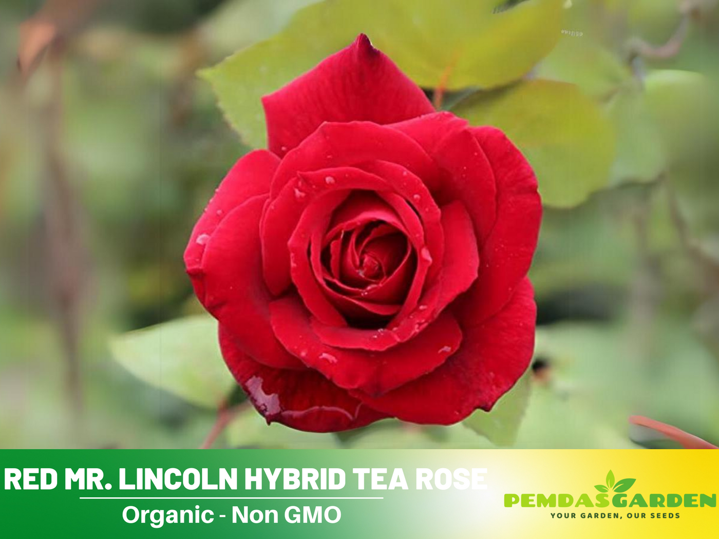 mister lincoln rose seeds 30 Rare Seeds| Mr. Lincoln rose seeds #1055 – PEMDASGARDEN