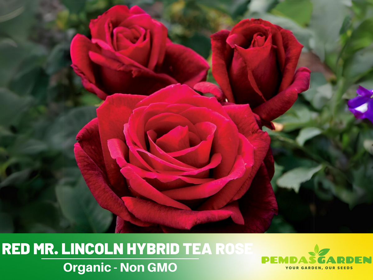 30 Rare Seeds| Mr. Lincoln rose seeds #1055