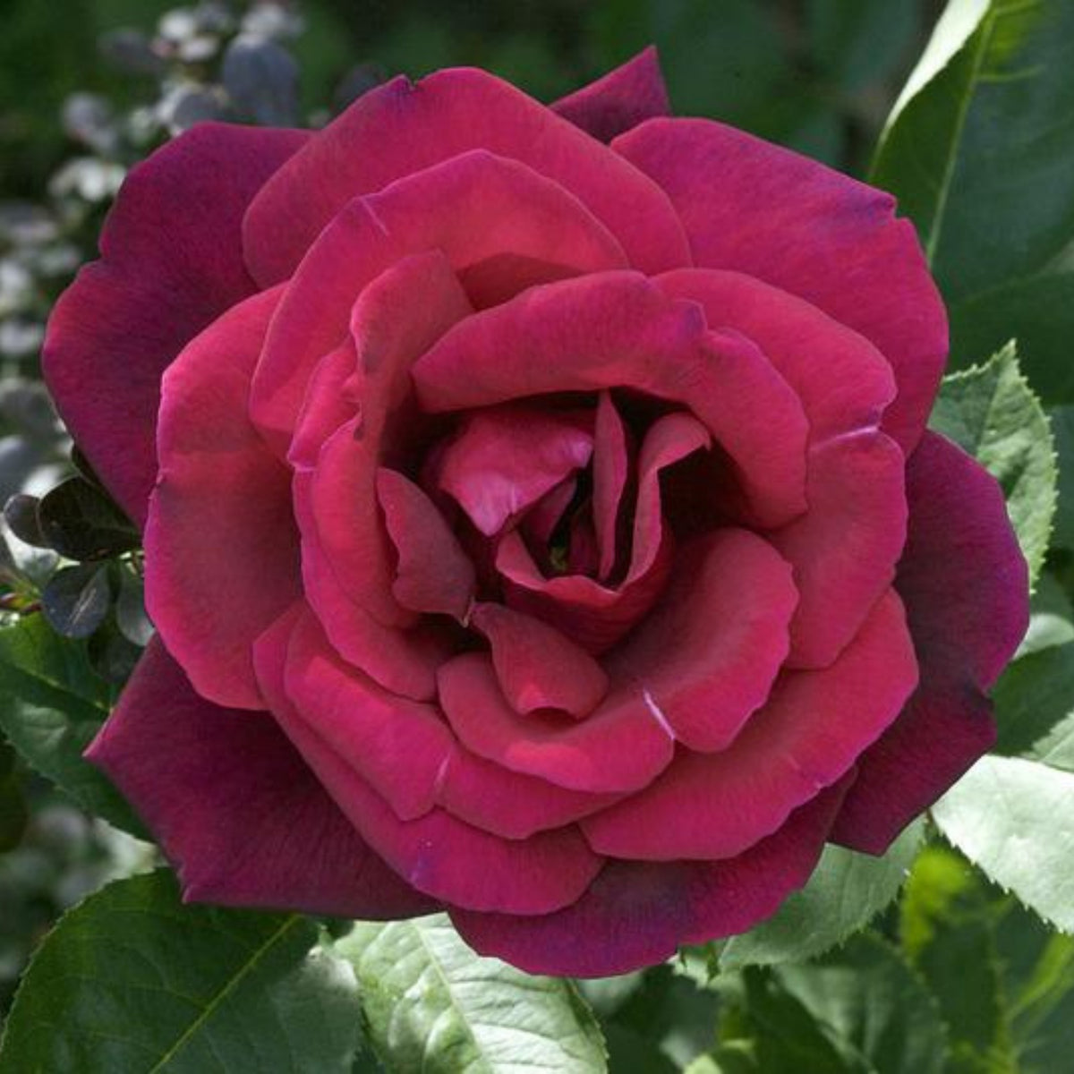 Mr. Lincoln Hybrid Tea Rose Seeds, 30 seeds