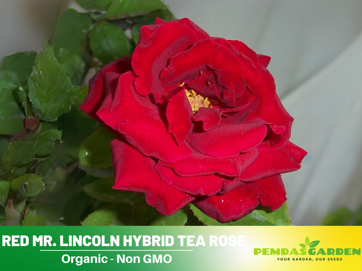 30 Rare Seeds| Mr. Lincoln rose seeds #1055