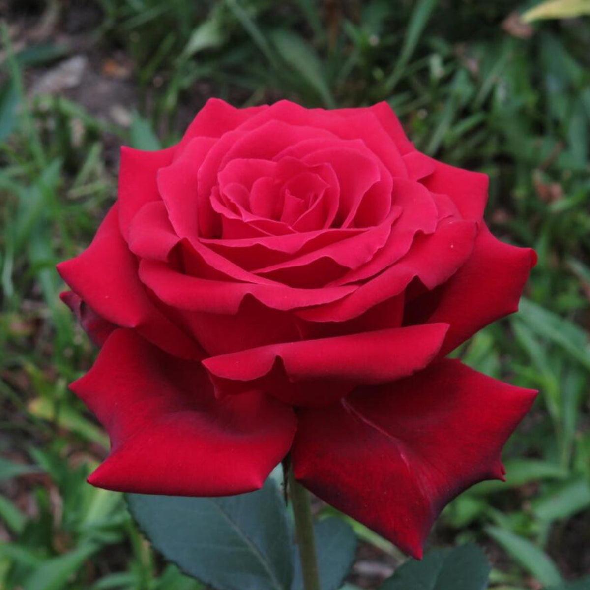 Mr. Lincoln Hybrid Tea Rose Seeds, 30 seeds