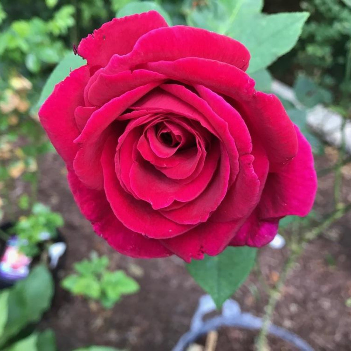 Mr. Lincoln Hybrid Tea Rose Seeds, 30 seeds
