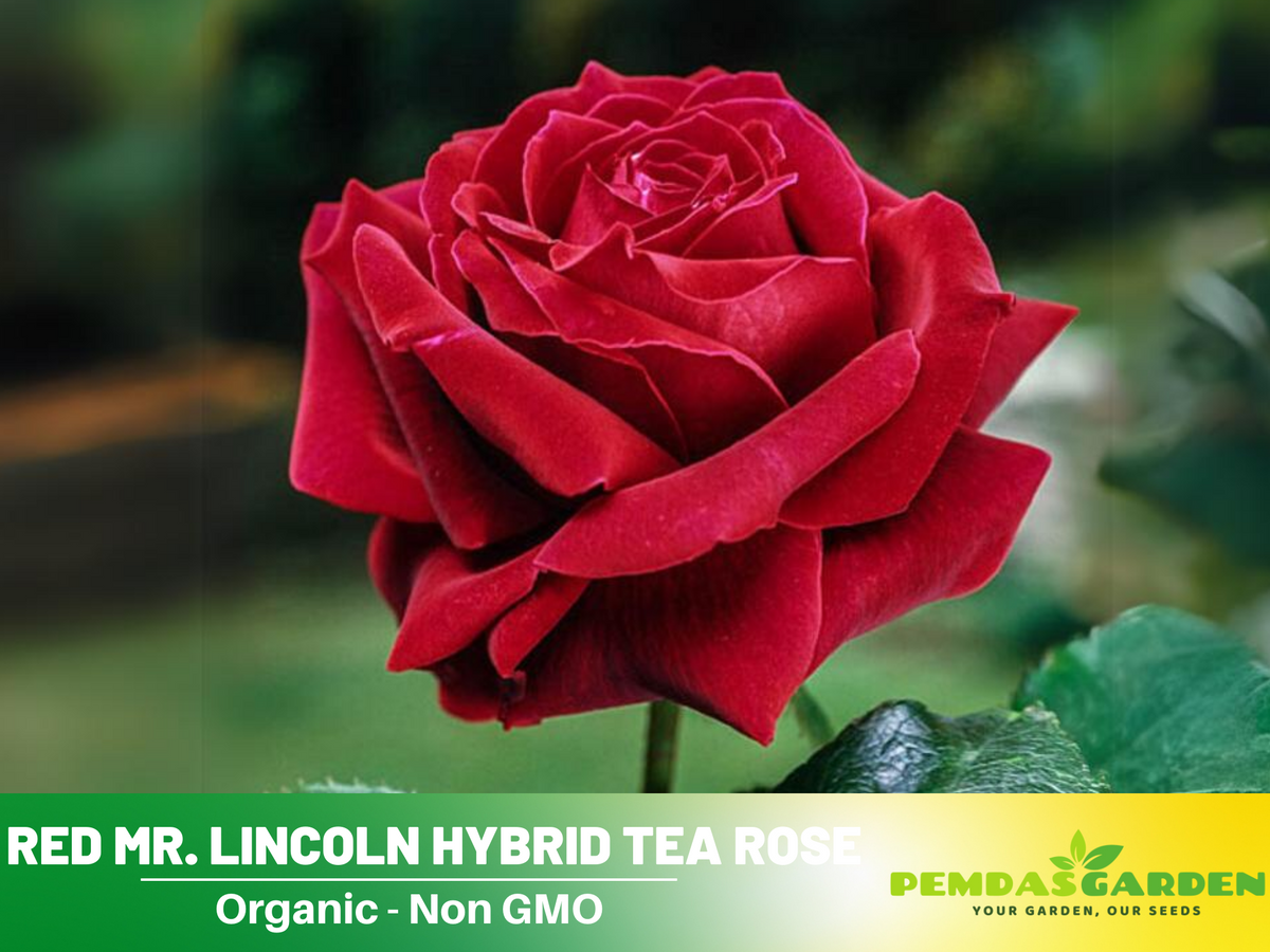 30 Rare Seeds| Mr. Lincoln rose seeds #1055