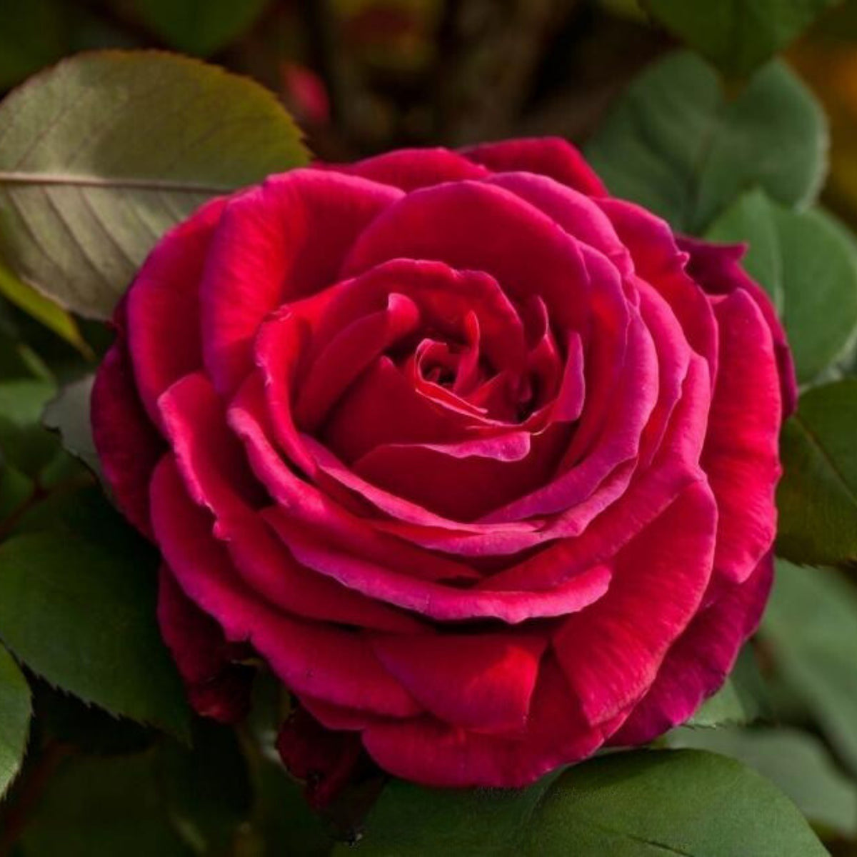 Mr. Lincoln Hybrid Tea Rose Seeds, 30 seeds
