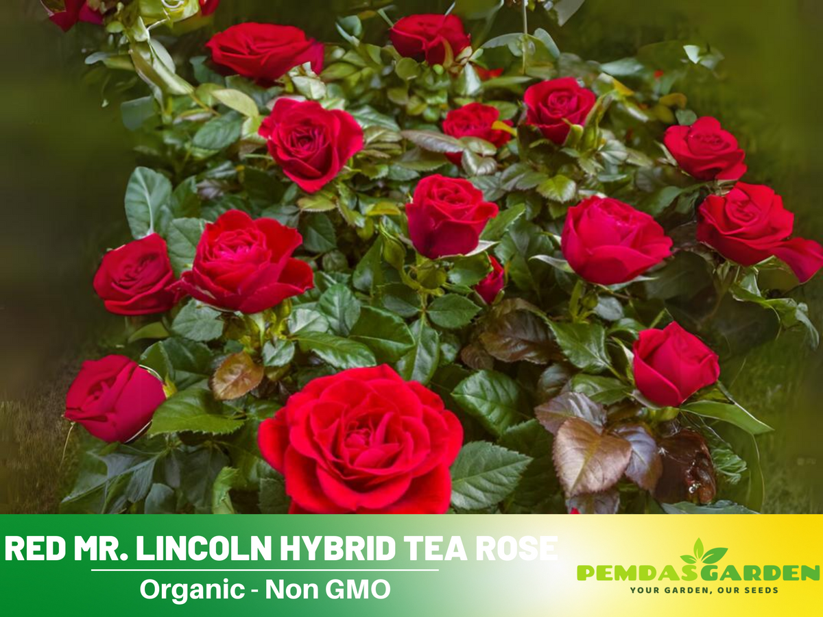 30 Rare Seeds| Mr. Lincoln rose seeds #1055