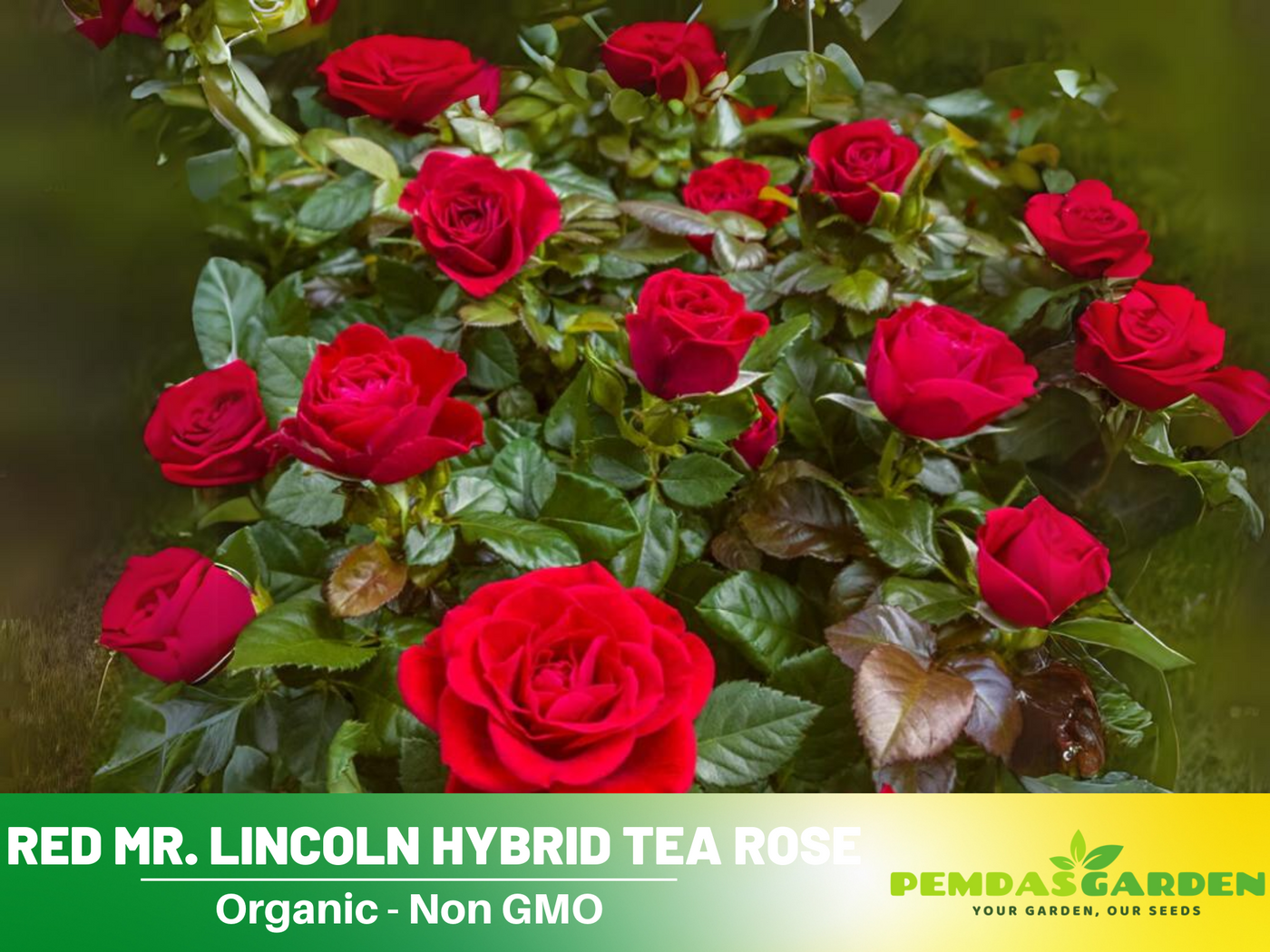 mr lincoln rose seeds Pemdasgarden 30 Mr. Lincoln Hybrid Tea Rose Flower Seed