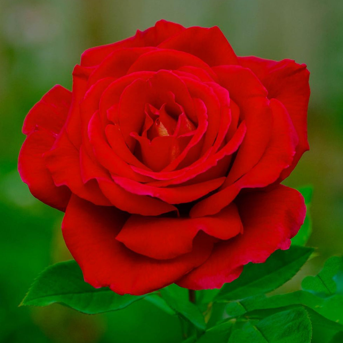 Mr. Lincoln Hybrid Tea Rose Seeds, 30 seeds