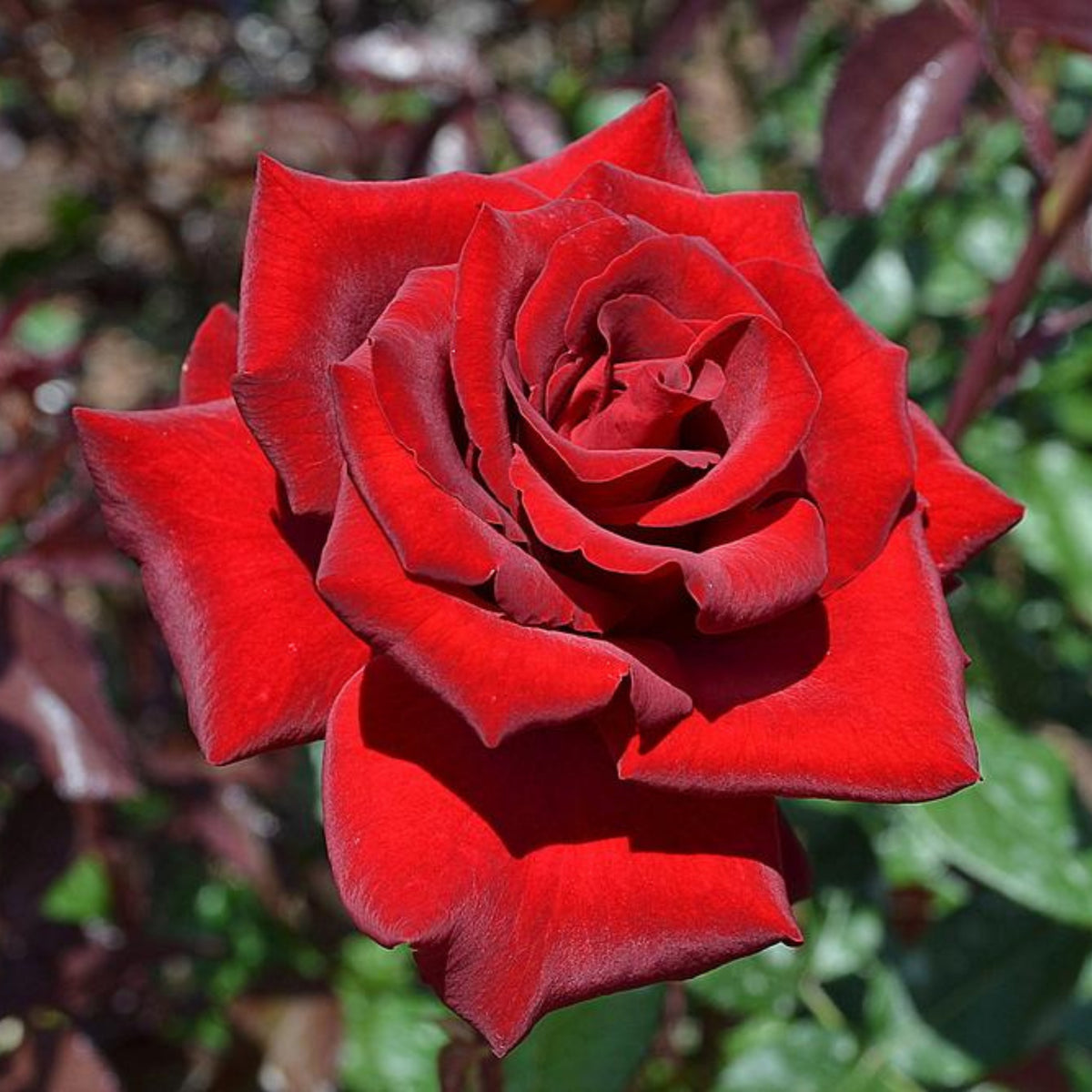 Mr. Lincoln Hybrid Tea Rose Seeds, 30 seeds