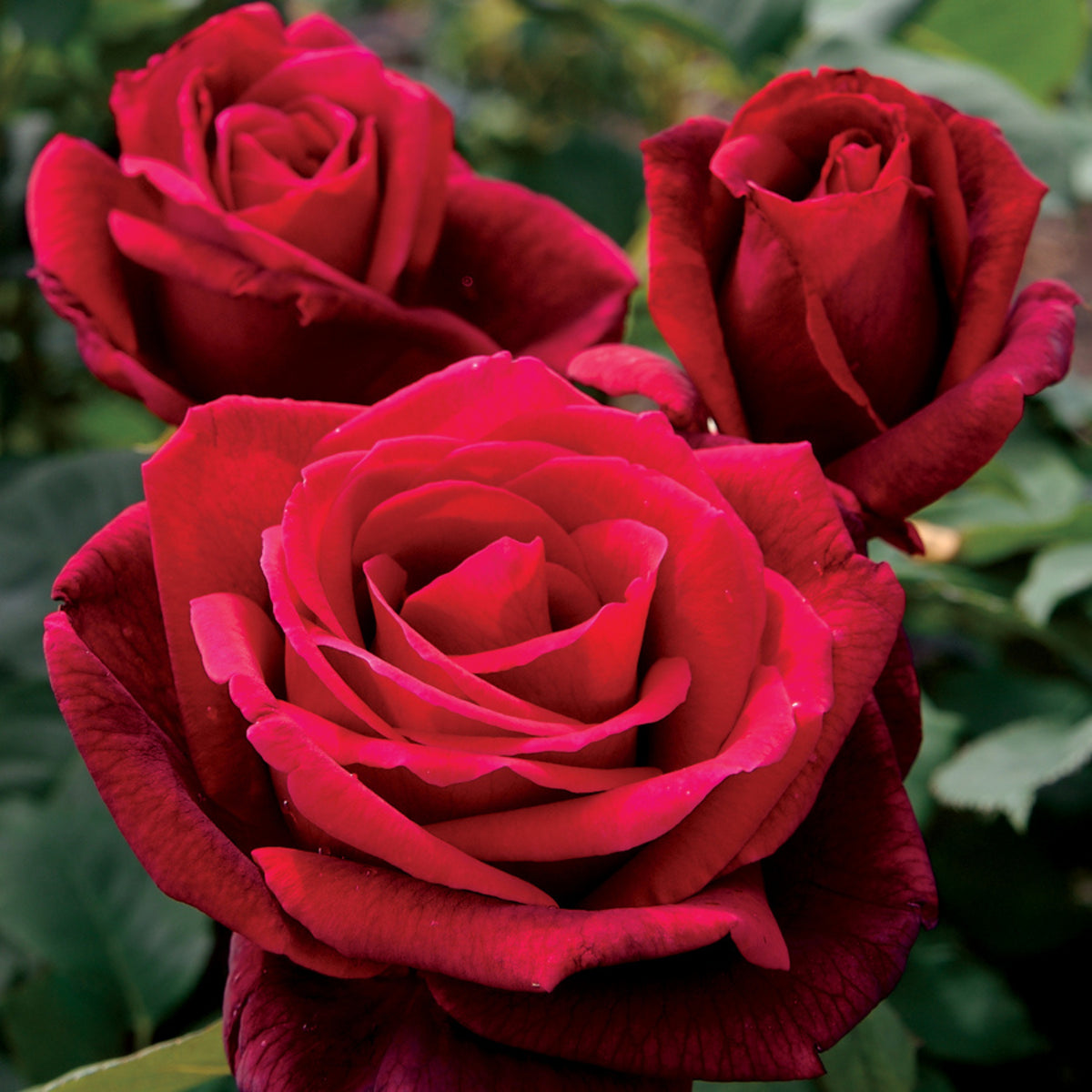 Mr. Lincoln Hybrid Tea Rose Seeds, 30 seeds