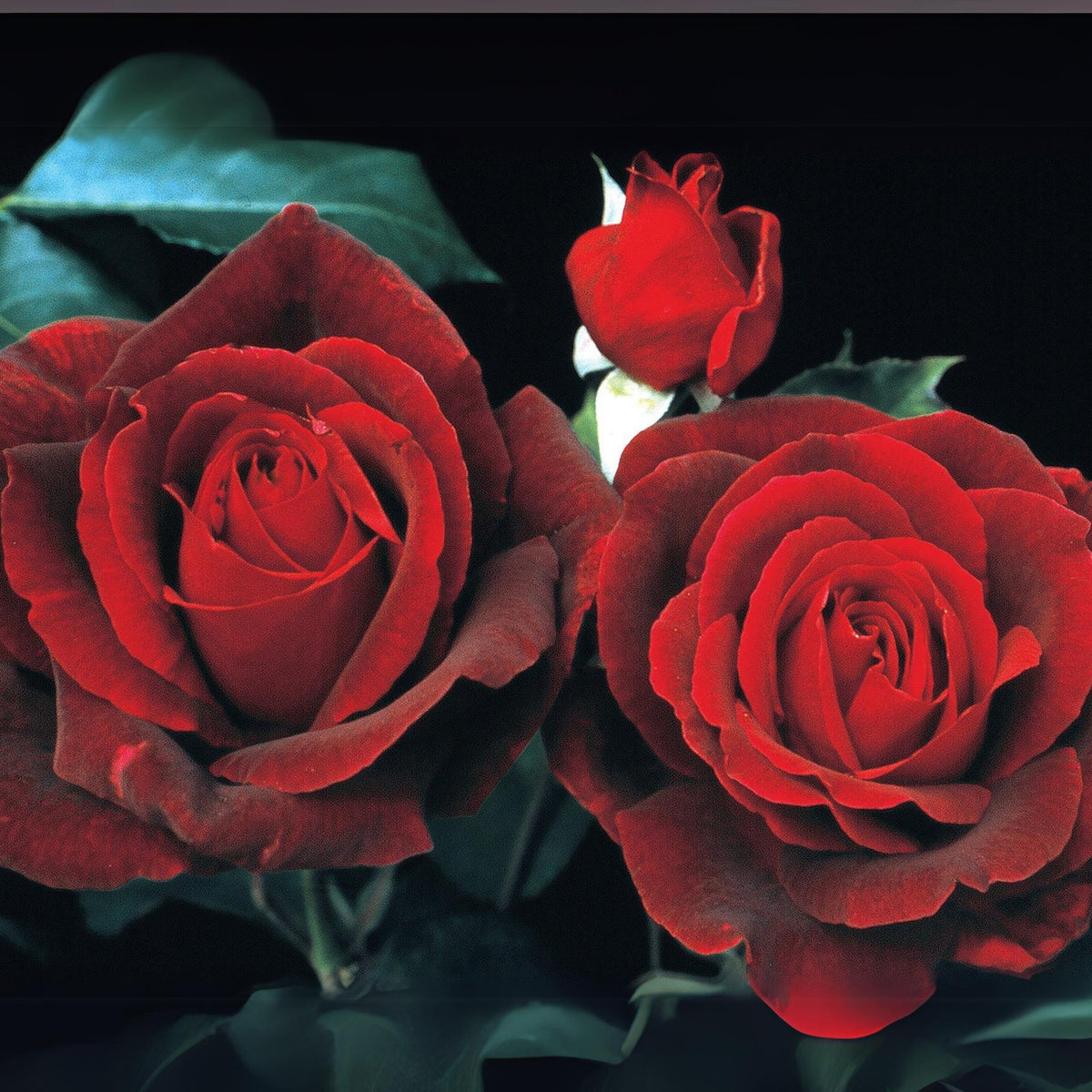 Mr. Lincoln Hybrid Tea Rose Seeds, 30 seeds