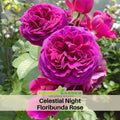 30 Rare Seeds| Hybrid Celestial Night Scented Rose Bush Flower Seeds #1056