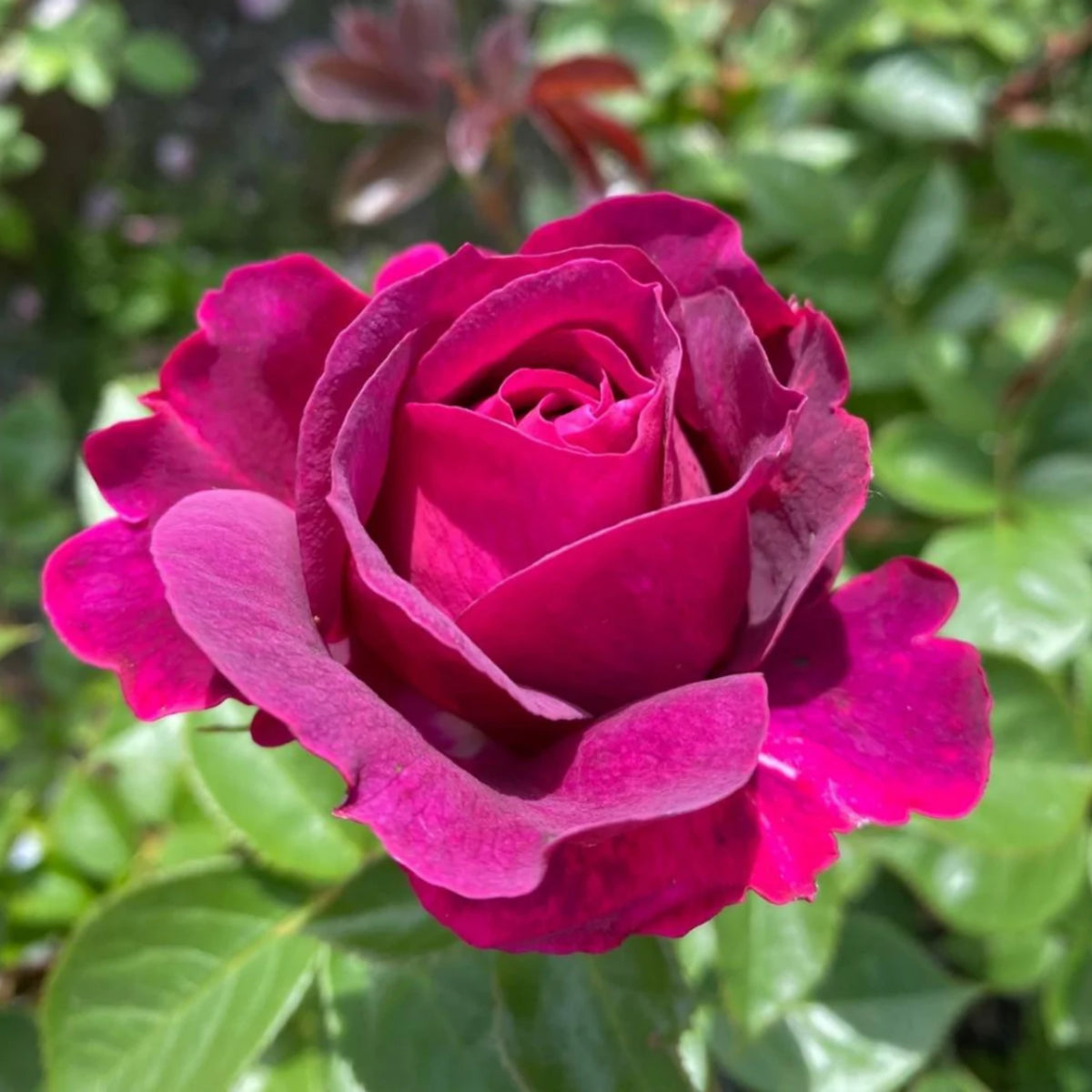 Hybrid Celestial Night Scented Rose Bush Flower Seeds, 30 seeds
