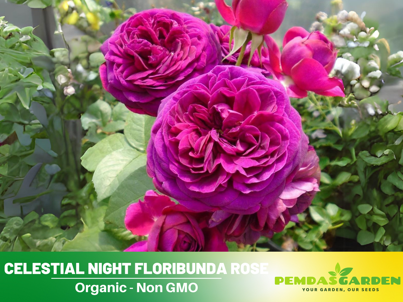 scented rose seeds 30 Rare Seeds| Hybrid Celestial Night Scented Rose Bush Flower Seeds # – PEMDASGARDEN