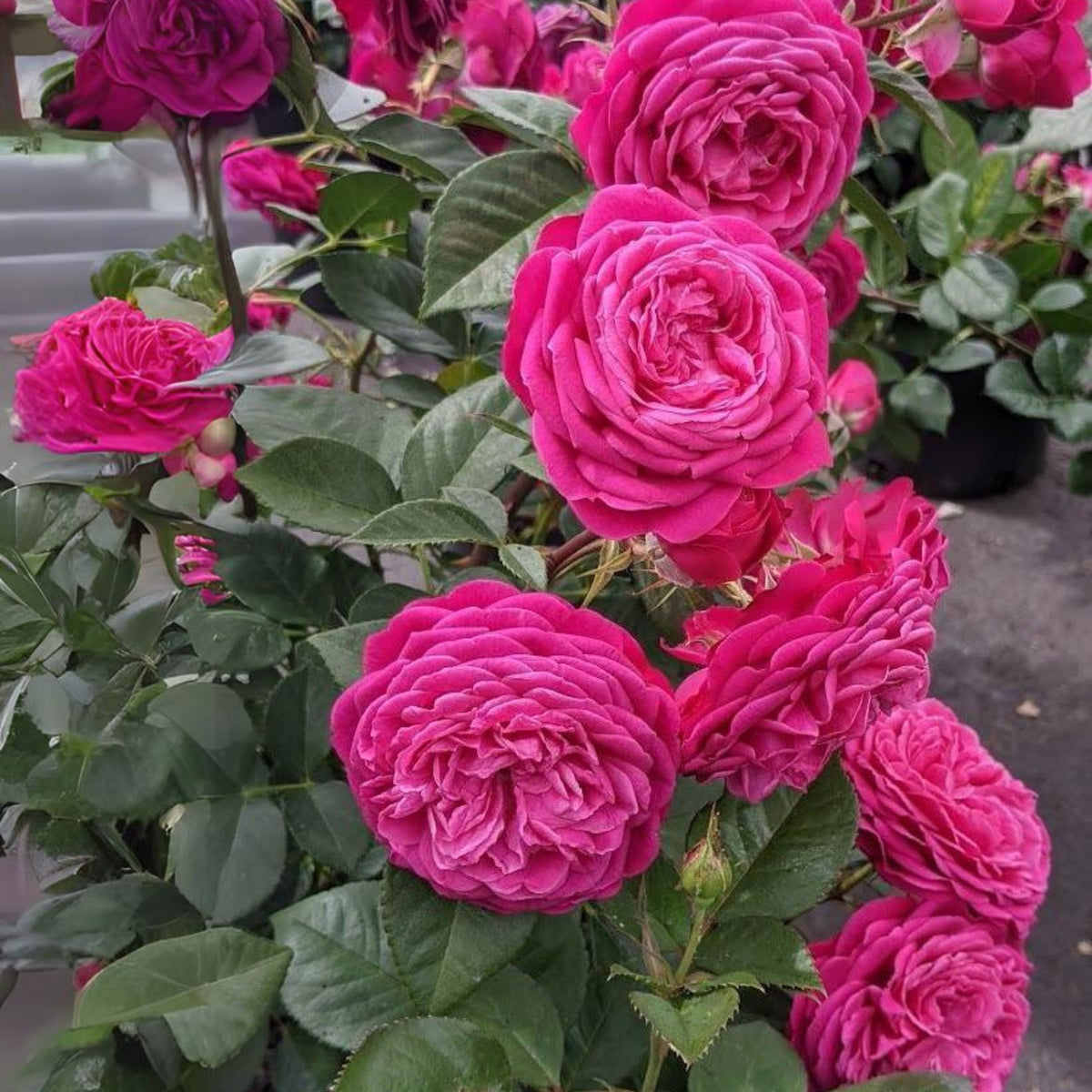 Hybrid Celestial Night Scented Rose Bush Flower Seeds, 30 seeds