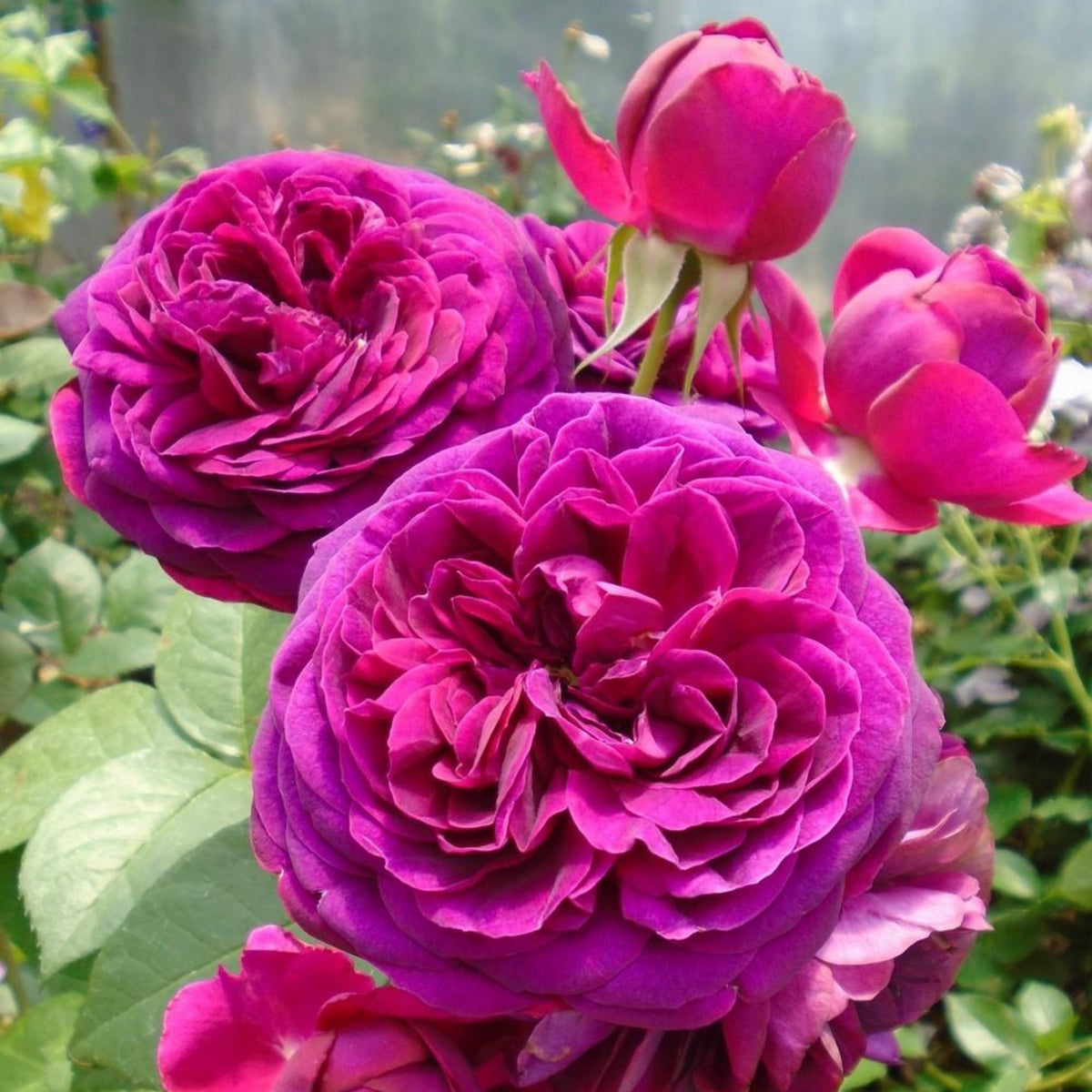 Hybrid Celestial Night Scented Rose Bush Flower Seeds, 30 seeds