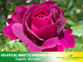 30 Rare Seeds| Hybrid Celestial Night Scented Rose Bush Flower Seeds #1056