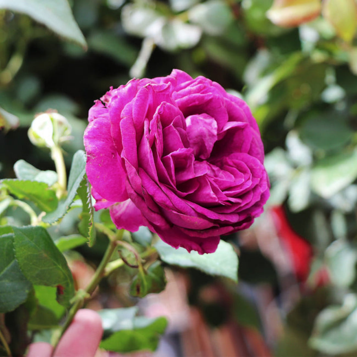 Hybrid Celestial Night Scented Rose Bush Flower Seeds, 30 seeds