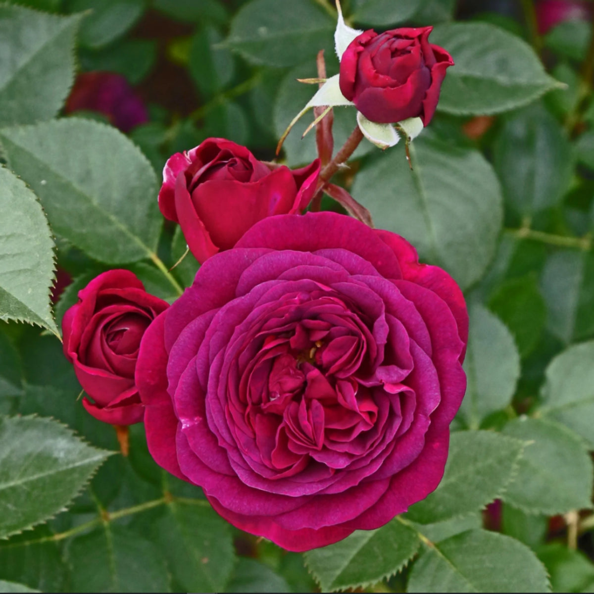 Hybrid Celestial Night Scented Rose Bush Flower Seeds, 30 seeds