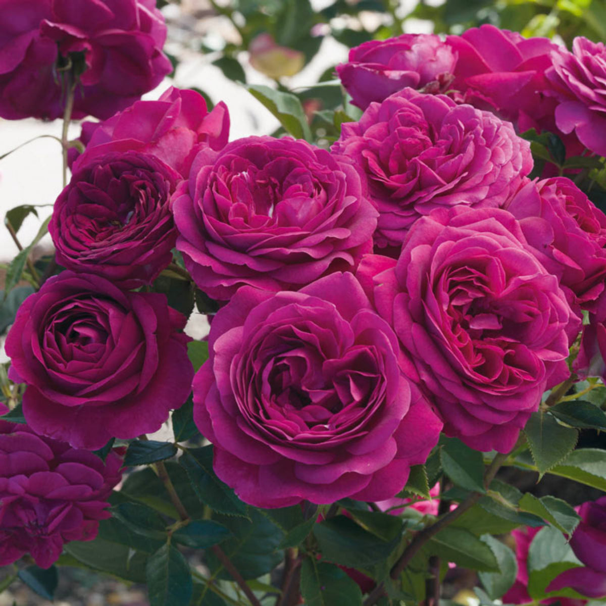 Hybrid Celestial Night Scented Rose Bush Flower Seeds, 30 seeds