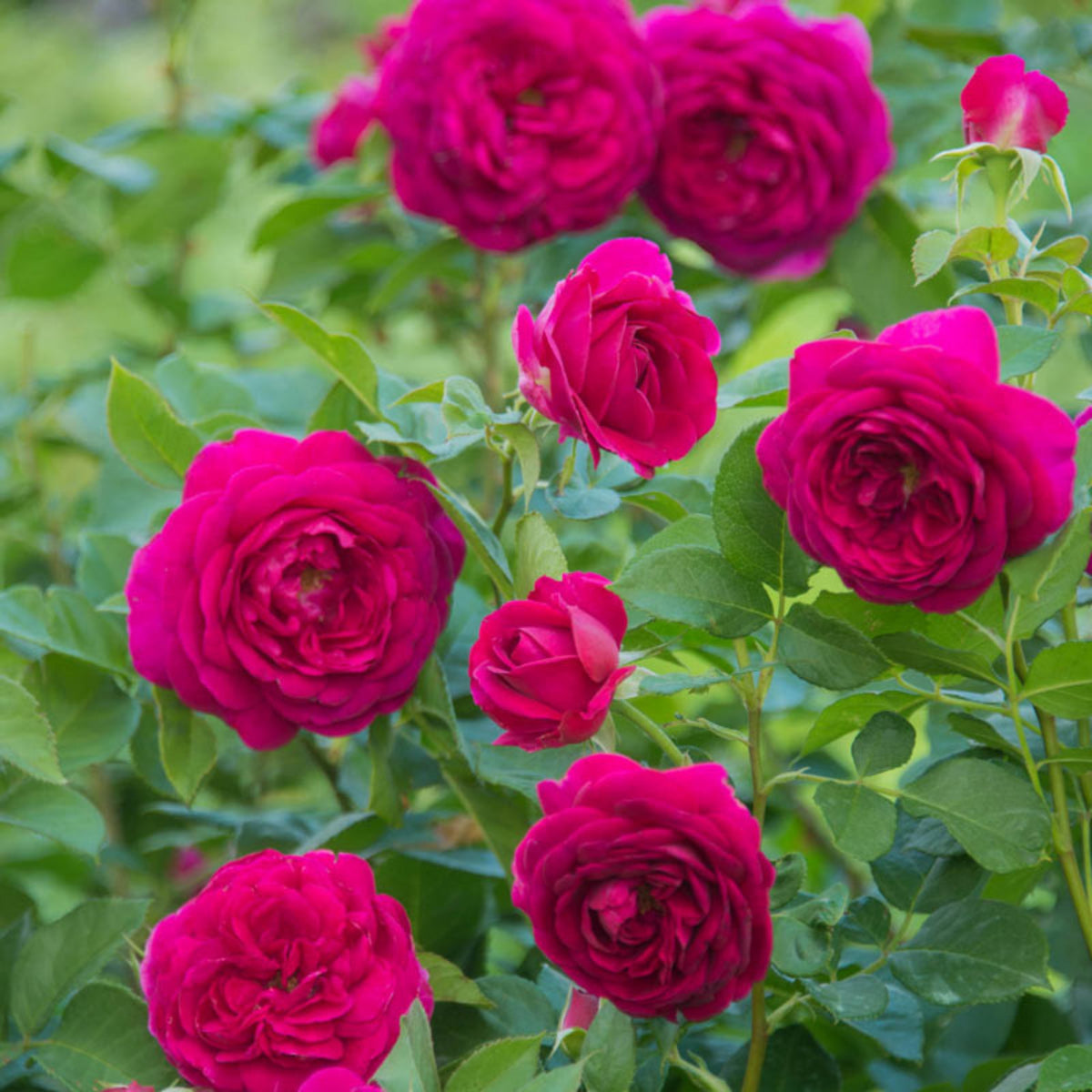 Hybrid Celestial Night Scented Rose Bush Flower Seeds, 30 seeds