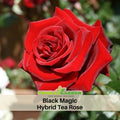 30+ Seeds| Black Magic Hybrid Tea  Rose Flower Seeds #1058