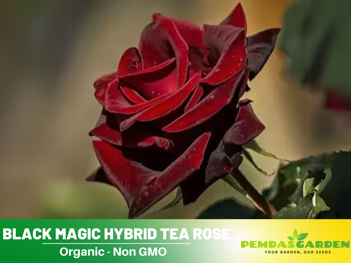 30+ Seeds| Black Magic Hybrid Tea  Rose Flower Seeds #1058