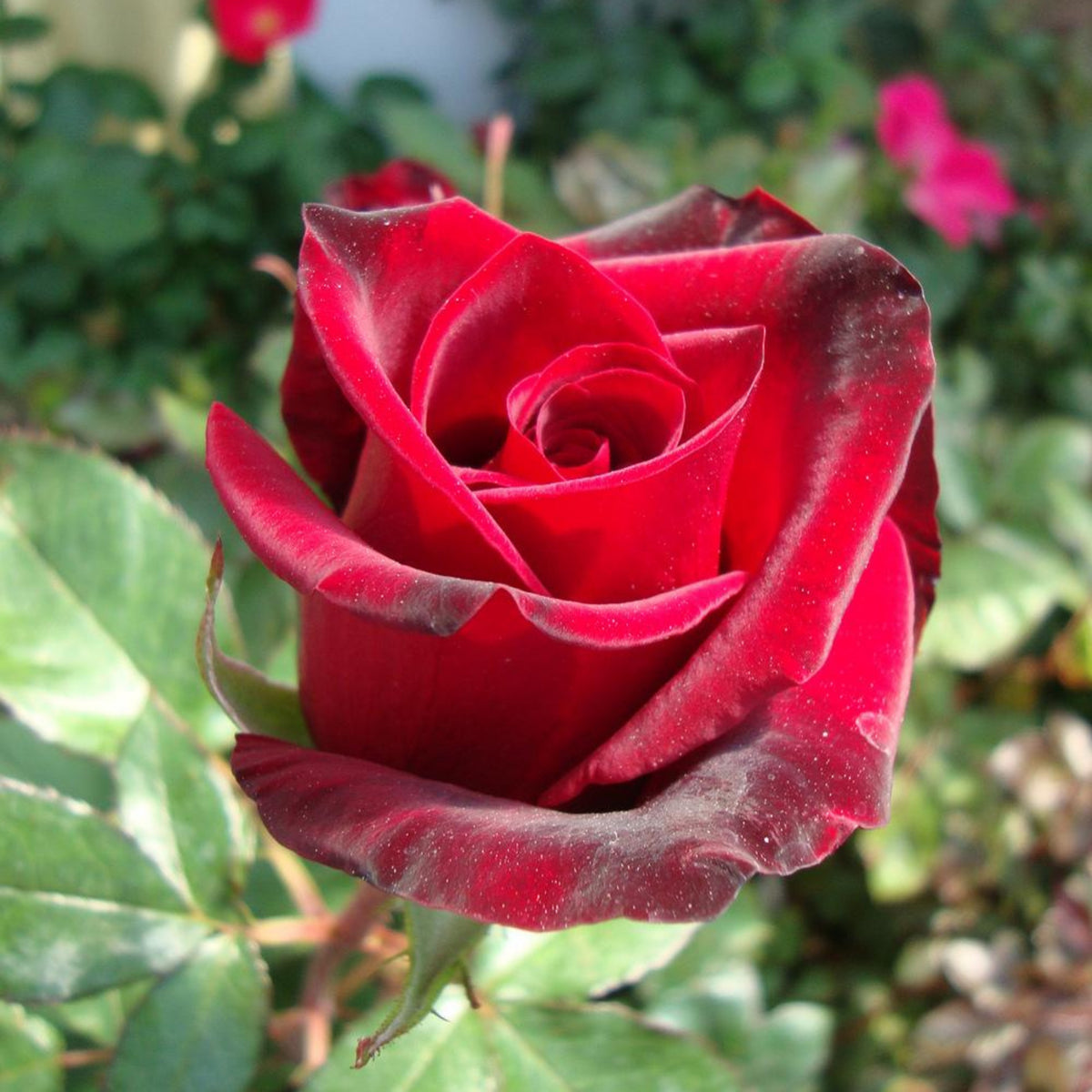 Black Magic Hybrid Tea Rose Flower Seeds, 30+ seeds