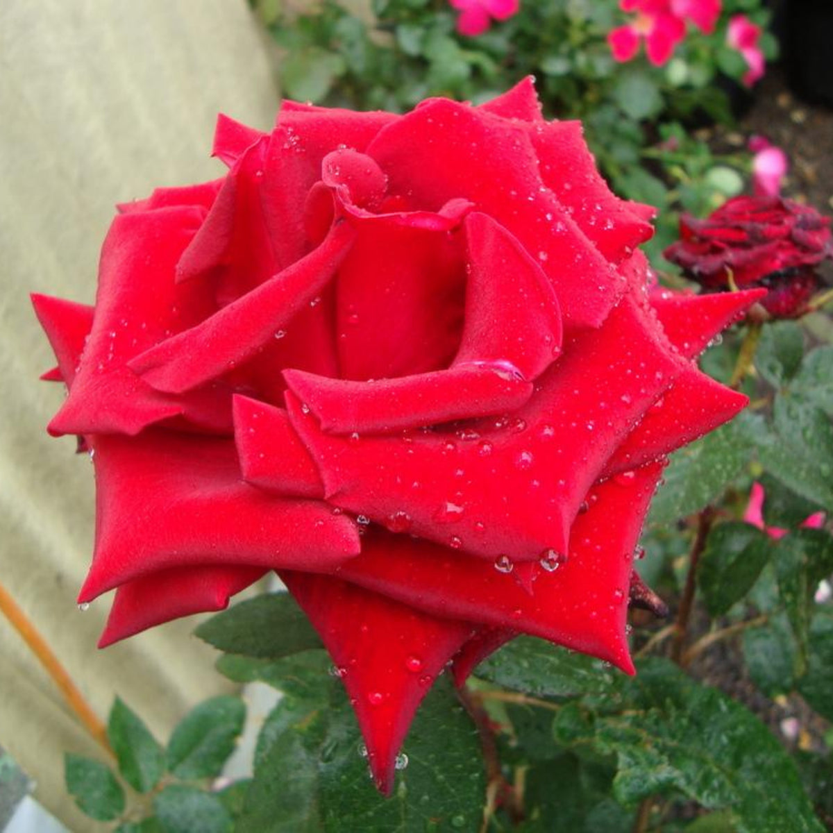 Black Magic Hybrid Tea Rose Flower Seeds, 30+ seeds