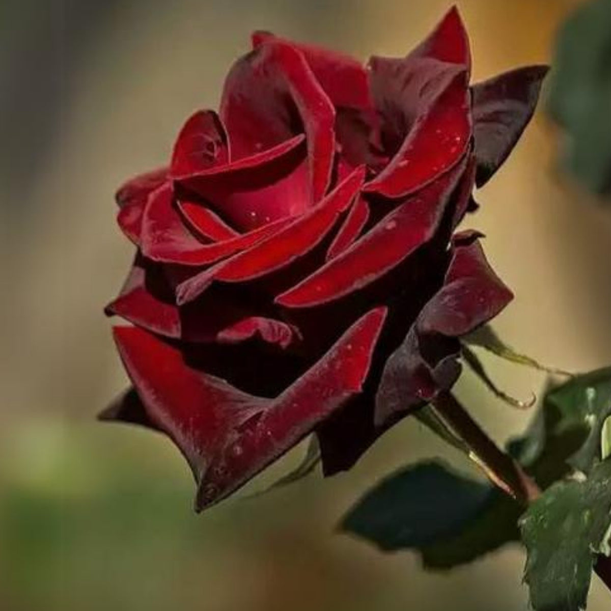 Black Magic Hybrid Tea Rose Flower Seeds, 30+ seeds