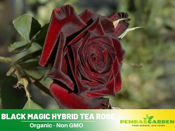 30+ Seeds| Black Magic Hybrid Tea Rose Flower Seeds #1058 – PEMDASGARDEN