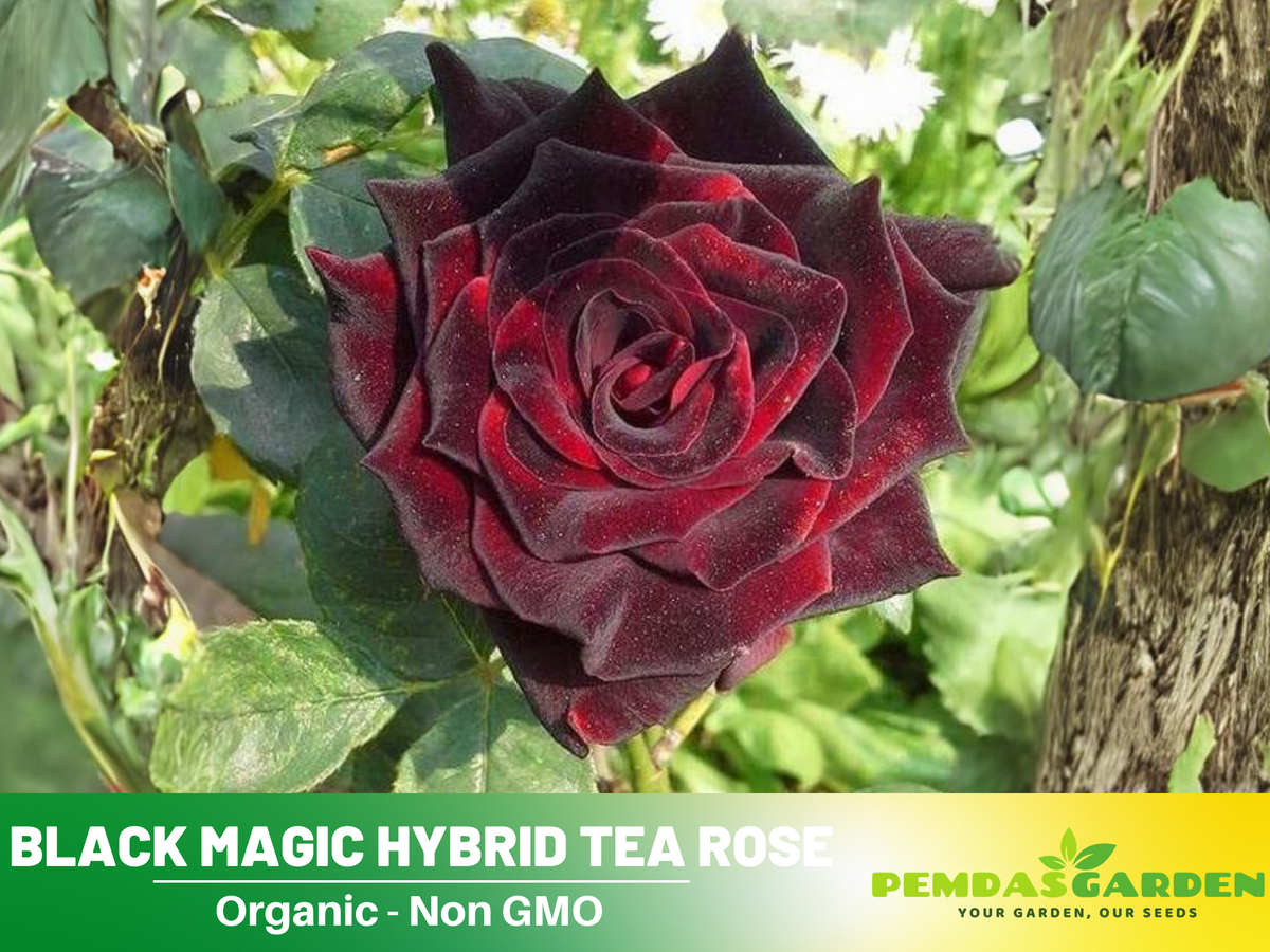 30+ Seeds| Black Magic Hybrid Tea  Rose Flower Seeds #1058