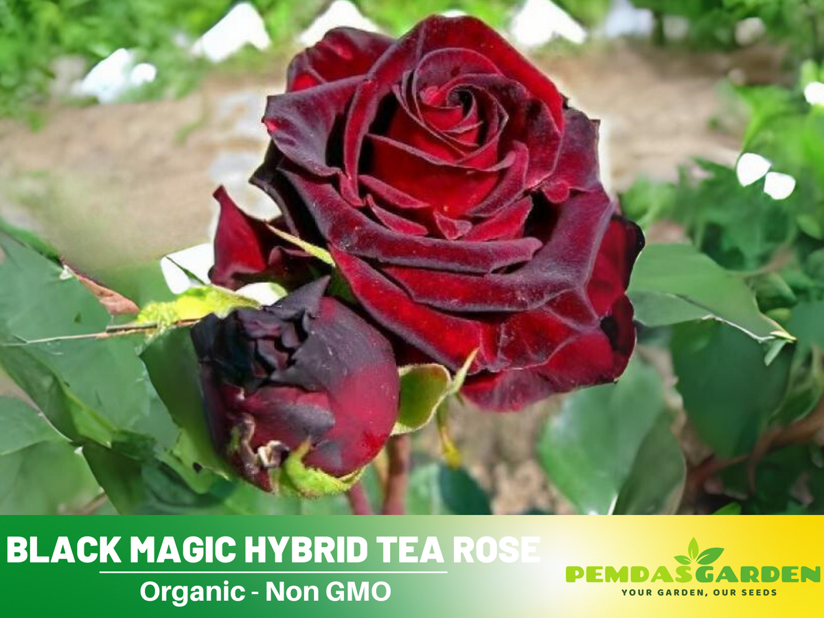 30+ Seeds| Black Magic Hybrid Tea  Rose Flower Seeds #1058