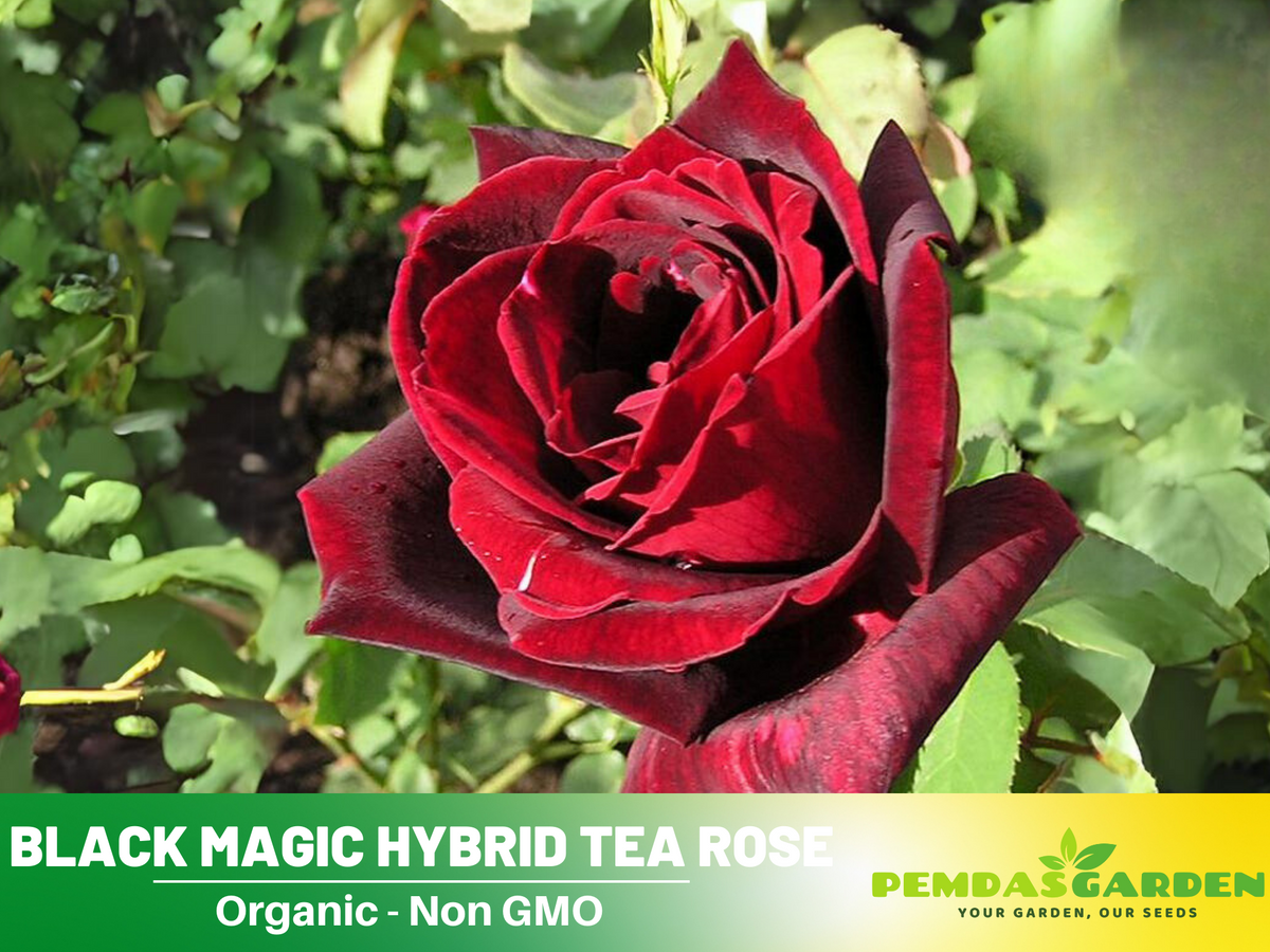 30+ Seeds| Black Magic Hybrid Tea  Rose Flower Seeds #1058