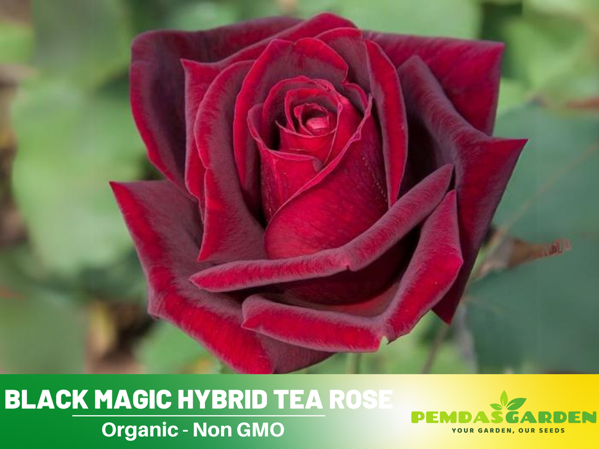 30+ Seeds| Black Magic Hybrid Tea  Rose Flower Seeds #1058