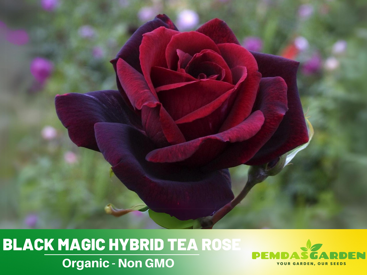 30+ Seeds| Black Magic Hybrid Tea  Rose Flower Seeds #1058