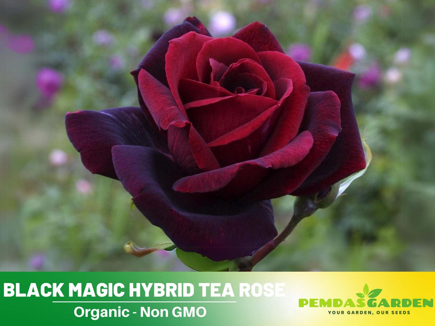 black magic rose seeds 30+ Seeds| Black Magic Hybrid Tea Rose Flower Seeds #1058 – PEMDASGARDEN